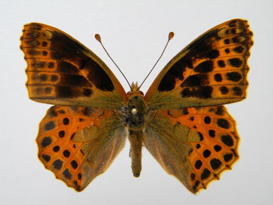 Issoria lathonia abb 7 (Internet Image property of respective owner, non-commercial use only)
